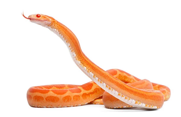 Dream of Orange Snake