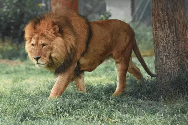 Seeing Lion in Dream Hindu