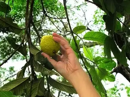 Plucking Guava in Dream Meaning