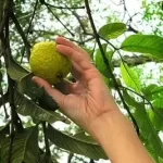 Plucking Guava in Dream Meaning