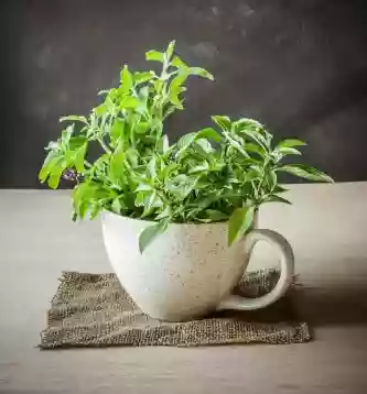 Seeing Tulsi Plant in Dream